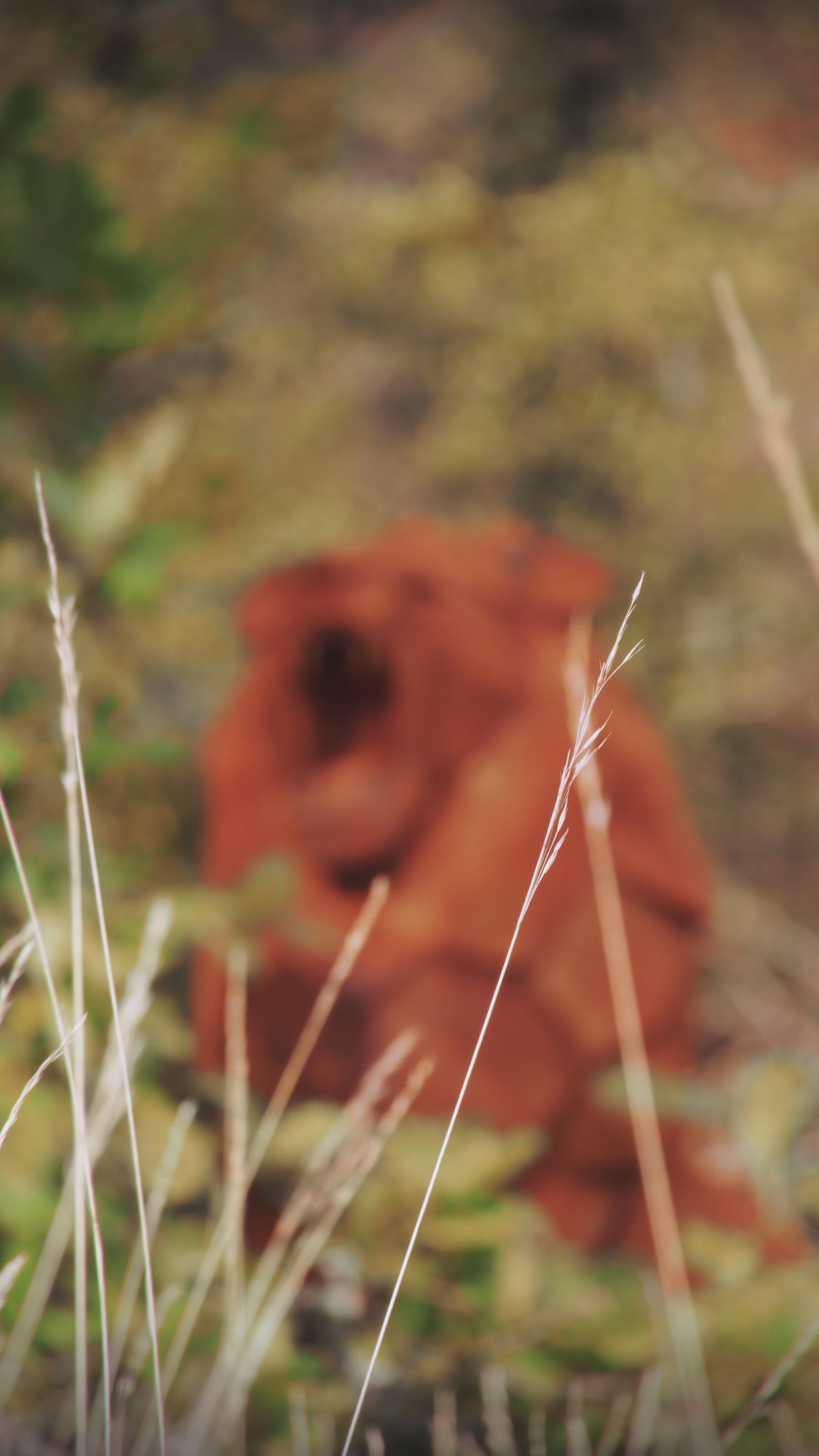 Sculpture d'un lion en acier corten réalisée par l'artiste Cyril Maire